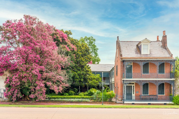 a tree in front of a building