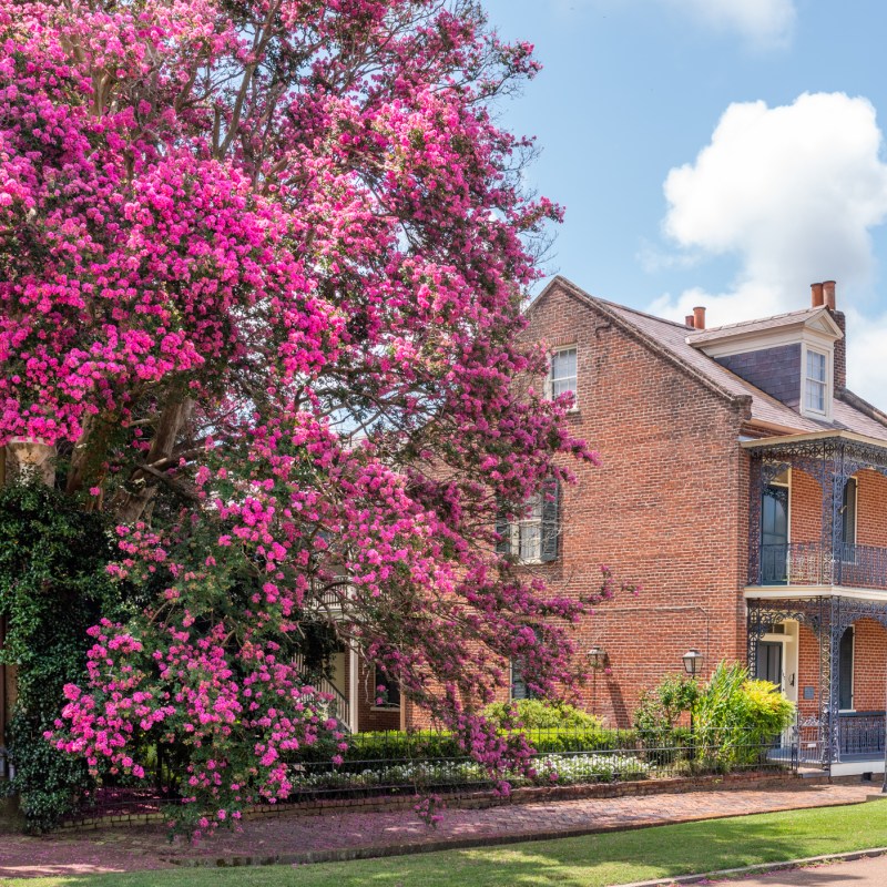 a pink flower is standing in front of a brick building