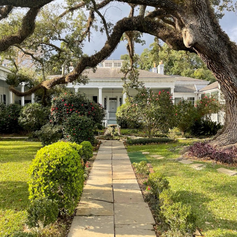 a tree on a sidewalk