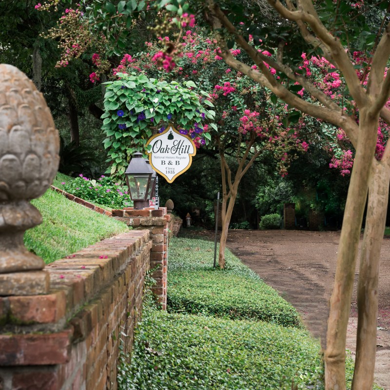 a close up of a flower garden