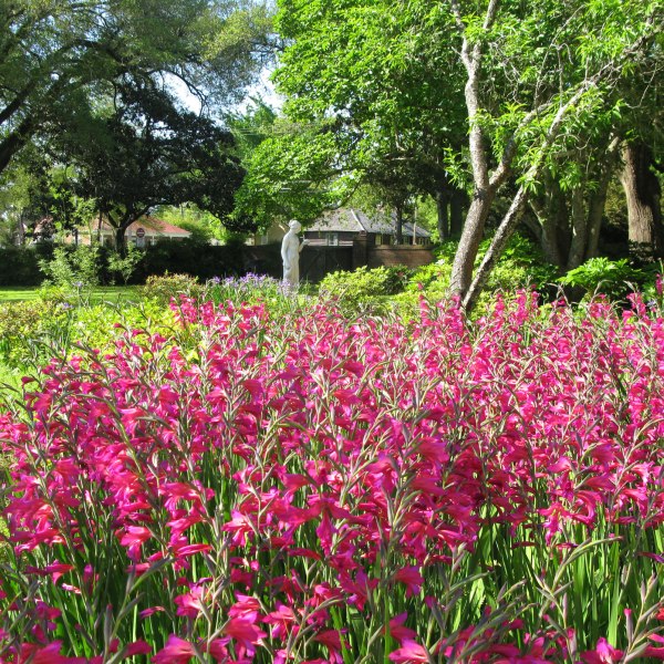 a close up of a flower garden