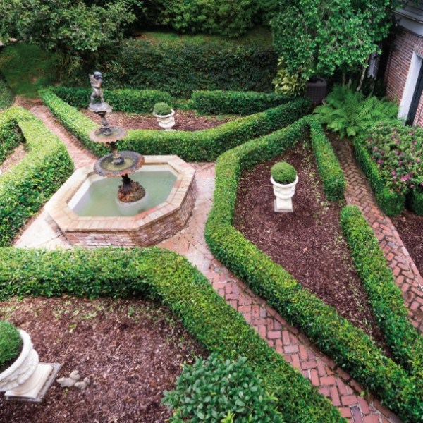 a close up of a flower garden