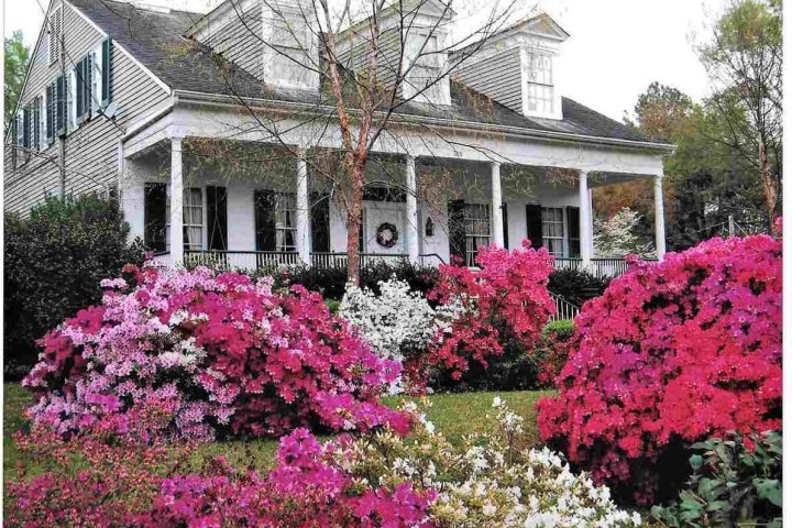 White house with a porch, surrounded by vibrant pink and white azalea bushes.