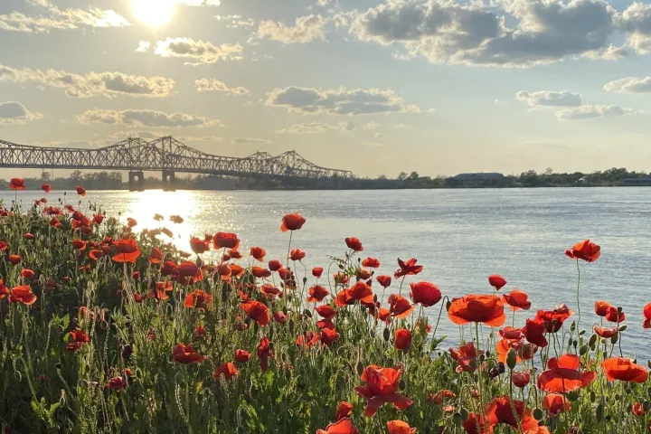 Red poppies by a riverbank with a bridge and sunlit sky in the background.