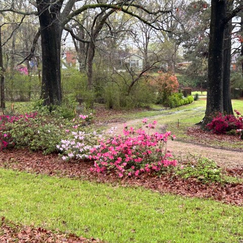Pathway surrounded by pink and red azalea bushes under large trees.