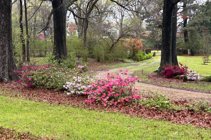 Pathway surrounded by pink and red azalea bushes under large trees.