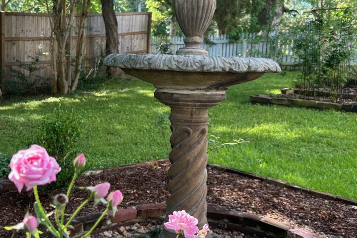 Garden with stone fountain and pink roses, surrounded by trees and wooden fences.