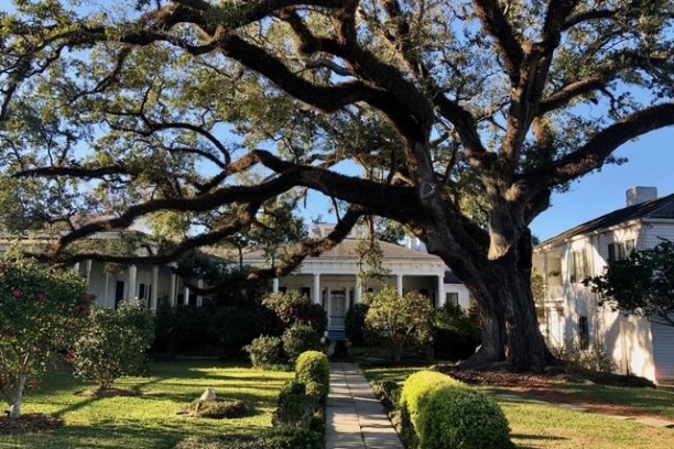 Large tree with sprawling branches dominates a garden in front of a white house.