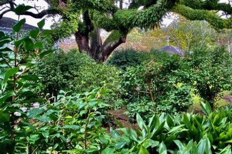 Lush garden with dense green foliage and a large moss-covered tree under a cloudy sky.